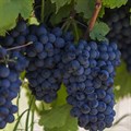 Виноград плодовый "Забава" - фото 20618