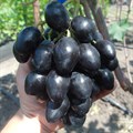 Виноград плодовый "Ромбик" - фото 20630
