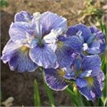 Ирис сибирский "Magnetism" C2-3 903034