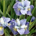 Ирис сибирский "Magnetism" C2-3 903034