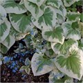 Бруннера крупнолистная "Variegata" С2-3 907035