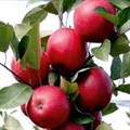 Яблоня красномясая "Sirena"  (C10) 135100