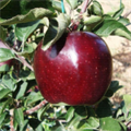 Яблоня красномясая "Jeromine" C10 135097