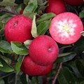 Яблоня красномясая "Red Passion" (C10) 135099