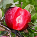 Яблоня красномясая "Red Katty" (C10) 135098