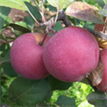 Яблоня красномясая "Red Katty" (C10) 135098