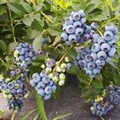 Голубика садовая "Reka" - фото 21599