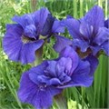 Ирис сибирский "Ruffled Velvet" C2-3 903042