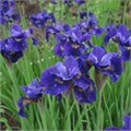 Ирис сибирский "Ruffled Velvet" C2-3 903042