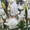 Ирис сибирский "Snow Prince" C2-3 903044