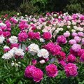 Пион молочноцветковый Розовый - фото 22065