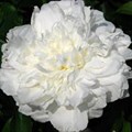 Пион молочноцветковый "Shirley Temple" - фото 22081