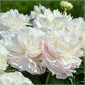 Пион молочноцветковый "Shirley Temple" C7 910036