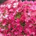 Гортензия метельчатая "Little Rosy" - фото 22092