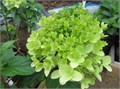 Гортензия метельчатая "Summer Breeze" С5 310130