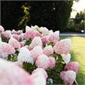 Гортензия метельчатая "Pink and Rose" С5 310097