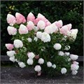 Гортензия метельчатая "Pink and Rose" С5 310097
