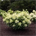 Гортензия метельчатая "Milk and Honey" С5 310073 Гортензия метельчатая "Milk and Honey" С5 310073