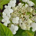Гортензия метельчатая "Early Sensation" С70 310026
