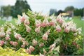 Гортензия метельчатая "Pinky Winky" 310105 - фото 22146
