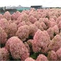 Гортензия метельчатая "Magical Sweet Summer" C25 310070