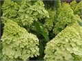 Гортензия метельчатая "Limelight" С5 310050