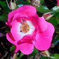 Роза "Floriade 2002" (Bokramar) - фото 22540