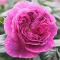 Роза "Parfum Flower Circus" - фото 22541