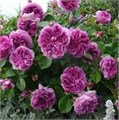 Роза "Parfum Flower Circus" С4 147023 - фото 22542 Роза "Parfum Flower Circus" С4 147023 - фото 22542