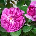 Роза "Parfum Flower Circus" С4 147023 - фото 22543 Роза "Parfum Flower Circus" С4 147023 - фото 22543