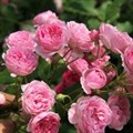 Роза "Brentano-Rose" - фото 22545