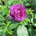 Роза "Midnight Blue" C7 153033
