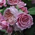 Роза "Robe a la francaise" - фото 22570