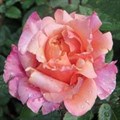 Роза "Miyabi" - фото 22576