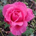 Роза "Venrosa" - фото 22595