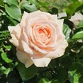 Роза "Lacre" - фото 22601