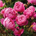 Роза "Royal Jubilee" (Auspaddle) - фото 22615