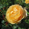 Роза "Roald Dahl" (Ausowlish) - фото 22624