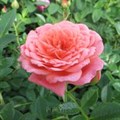 Роза "Lady Penelope" (CHEWdor) - фото 22637