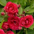 Роза "Flammentanz" (Korflata) - фото 22649
