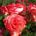 Роза "Antike 89" - фото 22670