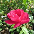 Роза "Morden Centennial" - фото 22673