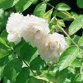 Роза "White Grootendorst" - фото 22675