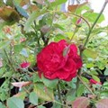 Роза "Quadra" - фото 22678