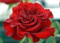 Роза "Hearts" - фото 22685