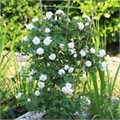 Роза "Starlet ®-Rose Alina" С7 148043 - фото 22704 Роза "Starlet ®-Rose Alina" С7 148043 - фото 22704