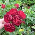 Роза "Claret Pixie" - фото 22706