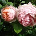 Роза "Peter Paul Rubens" - фото 22741