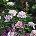 Роза "Couture Rose Tilia" C7 154027