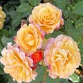 Роза "Rugelda" (Korruge) - фото 22802